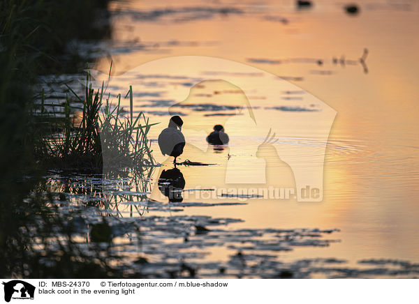 black coot in the evening light / MBS-24370
