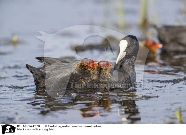 black coot with young bird / MBS-24378