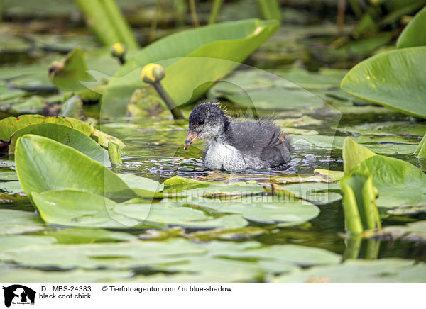 black coot chick / MBS-24383