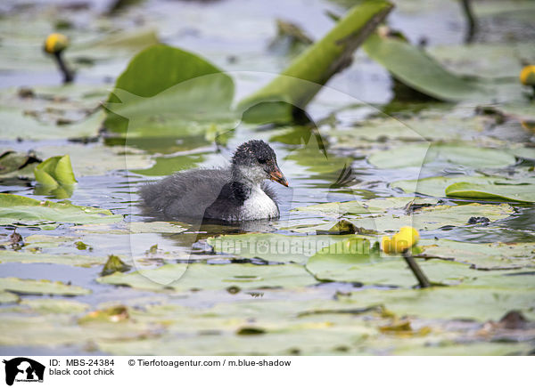 black coot chick / MBS-24384