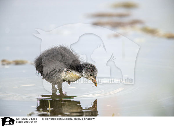 black coot chick / MBS-24386