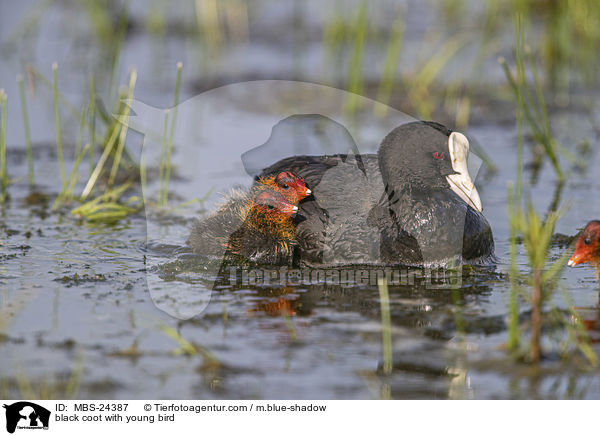 Blsshuhn mit Jungvogel / black coot with young bird / MBS-24387