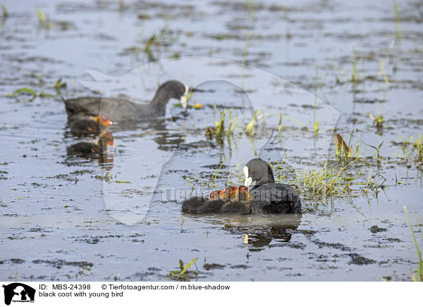 black coot with young bird / MBS-24398