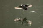 flying coot
