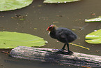 black coot