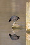 black coot