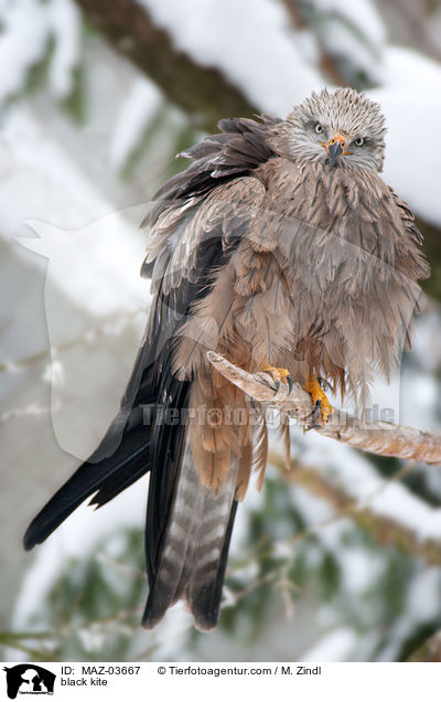 black kite / MAZ-03667