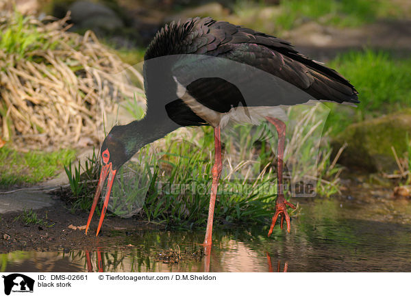 black stork / DMS-02661