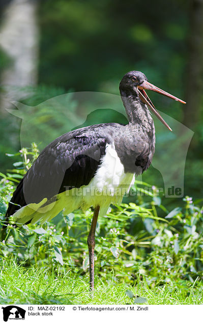 black stork / MAZ-02192