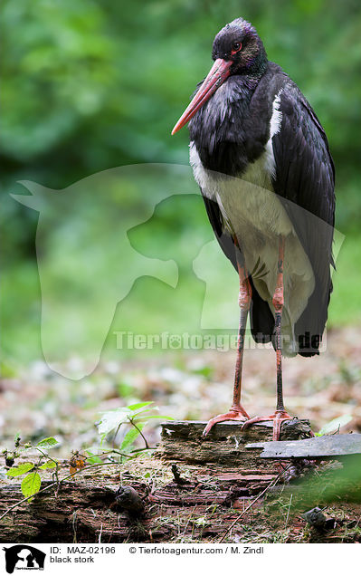 black stork / MAZ-02196