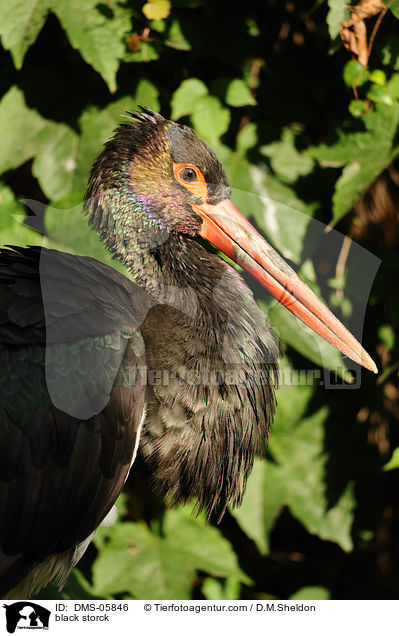 black storck / DMS-05846