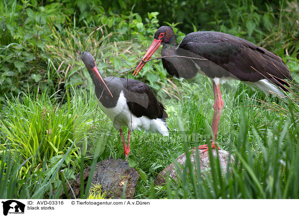 black storks / AVD-03316