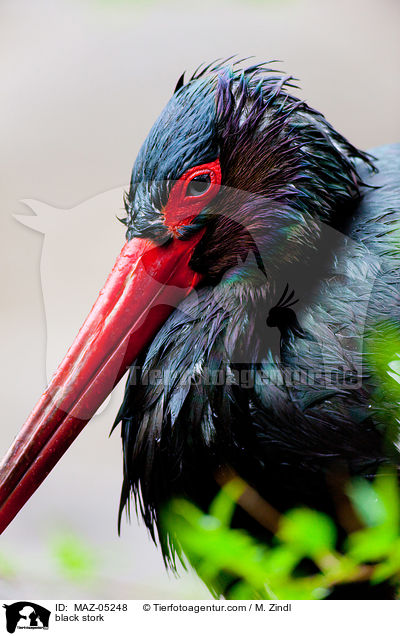 black stork / MAZ-05248
