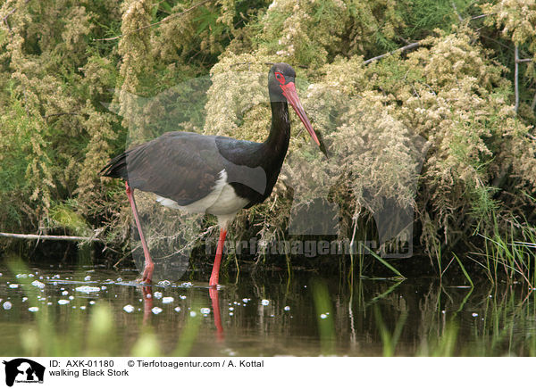 walking Black Stork / AXK-01180