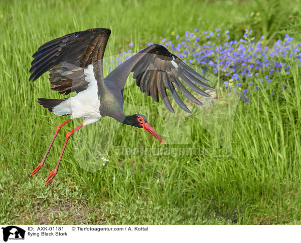 flying Black Stork / AXK-01181