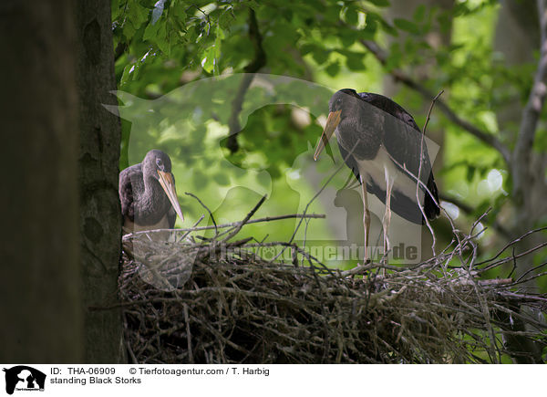 standing Black Storks / THA-06909