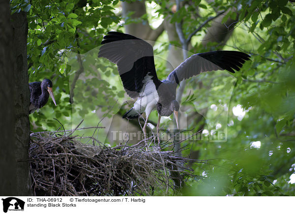 standing Black Storks / THA-06912