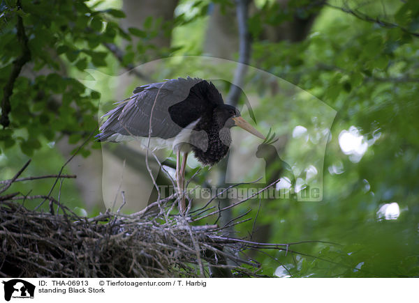 standing Black Stork / THA-06913