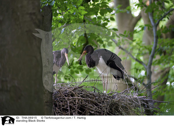 standing Black Storks / THA-06915