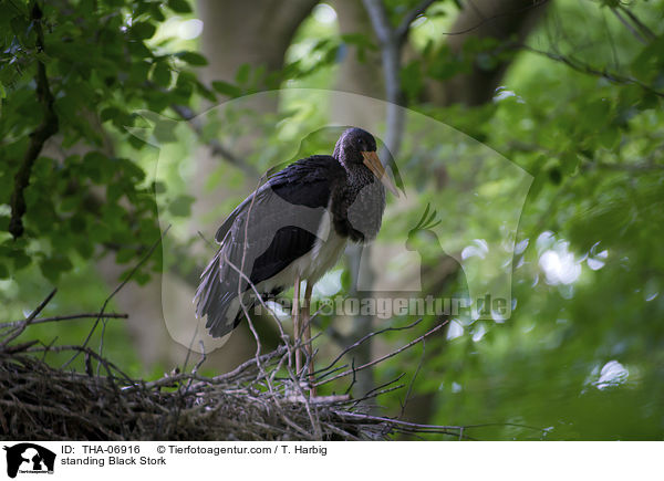standing Black Stork / THA-06916
