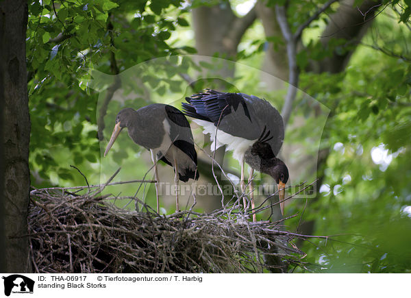 standing Black Storks / THA-06917