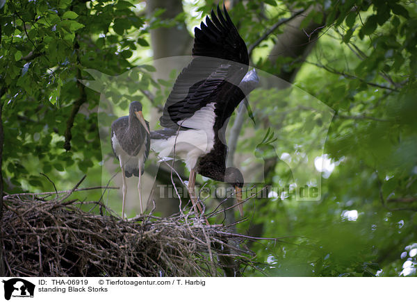standing Black Storks / THA-06919