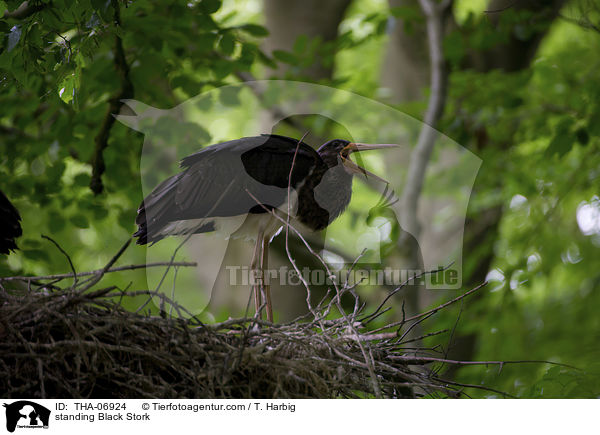 standing Black Stork / THA-06924
