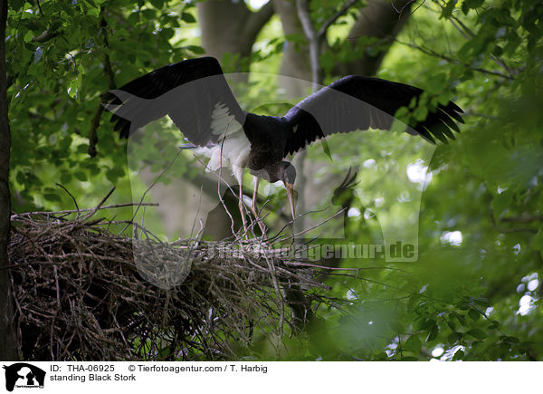 standing Black Stork / THA-06925