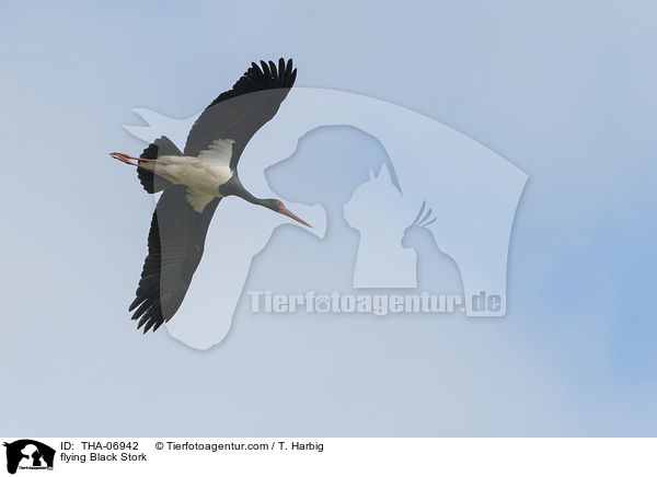 flying Black Stork / THA-06942
