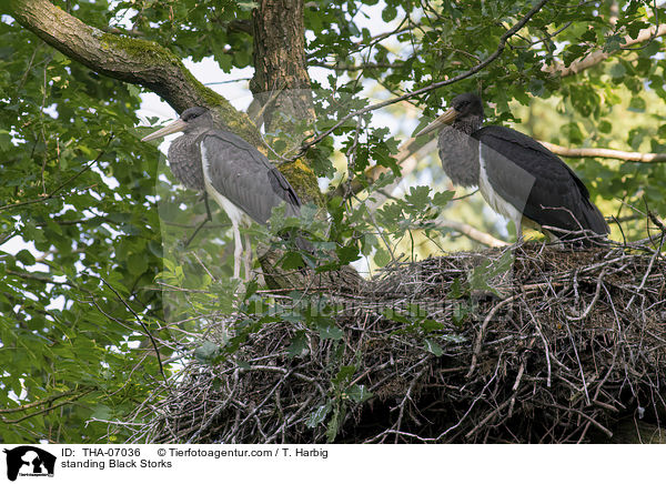 standing Black Storks / THA-07036
