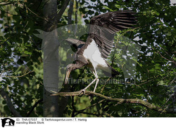 standing Black Stork / THA-07037