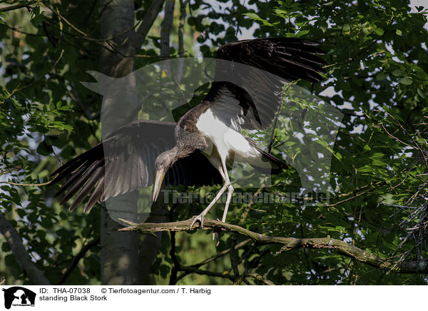 standing Black Stork / THA-07038