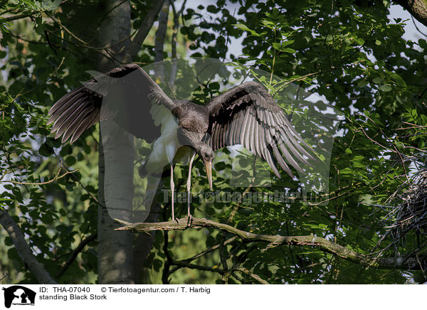 standing Black Stork / THA-07040