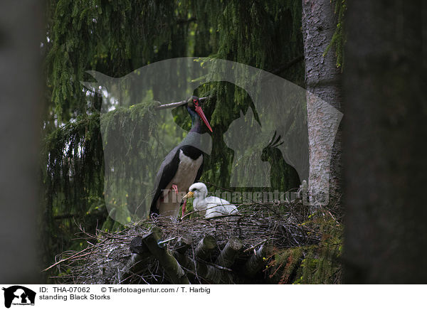 standing Black Storks / THA-07062