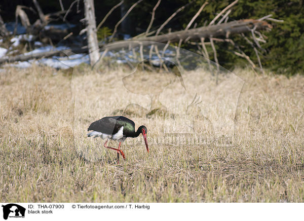 black stork / THA-07900