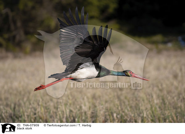 black stork / THA-07909