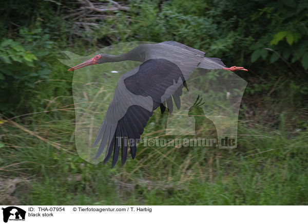black stork / THA-07954