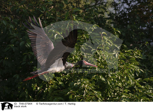 black stork / THA-07964