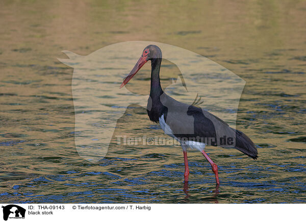 black stork / THA-09143