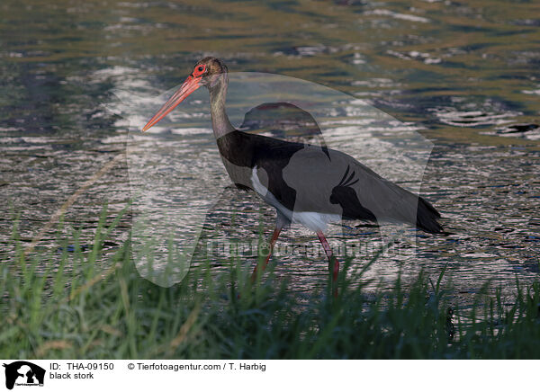 black stork / THA-09150