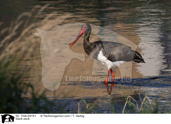 black stork / THA-09151