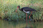 black stork