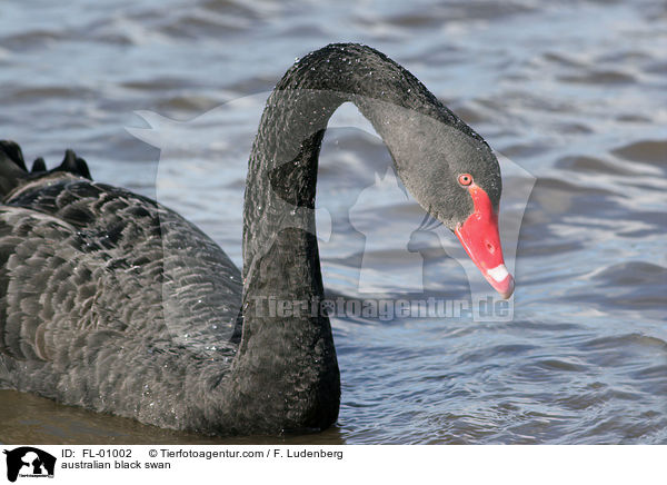 australian black swan / FL-01002