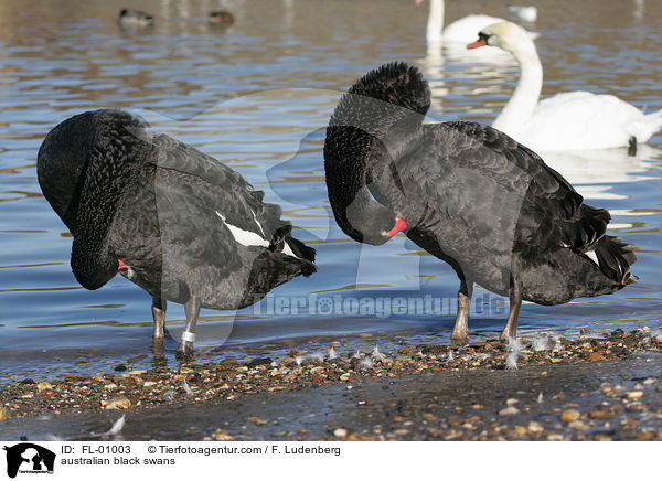 australian black swans / FL-01003
