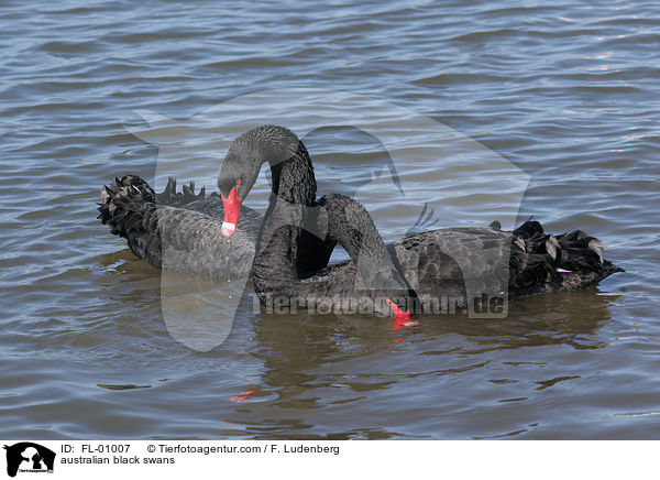 australian black swans / FL-01007