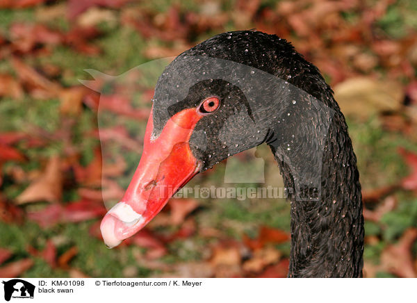 black swan / KM-01098