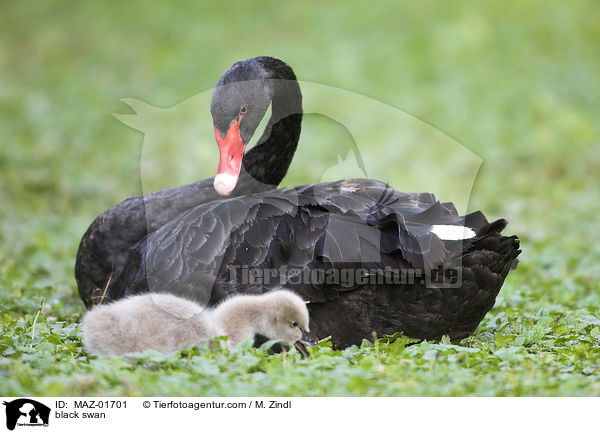 black swan / MAZ-01701