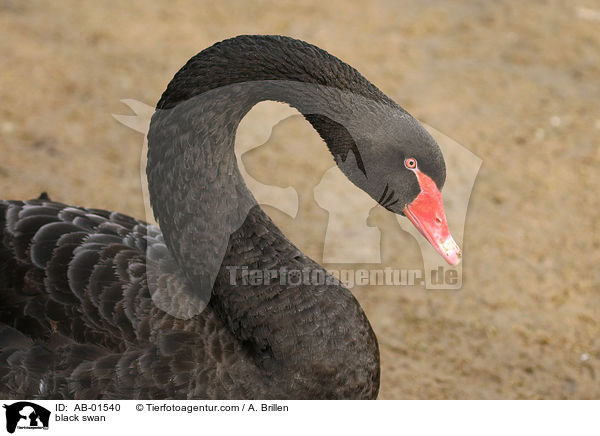 black swan / AB-01540
