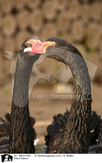 black swans / AB-01555