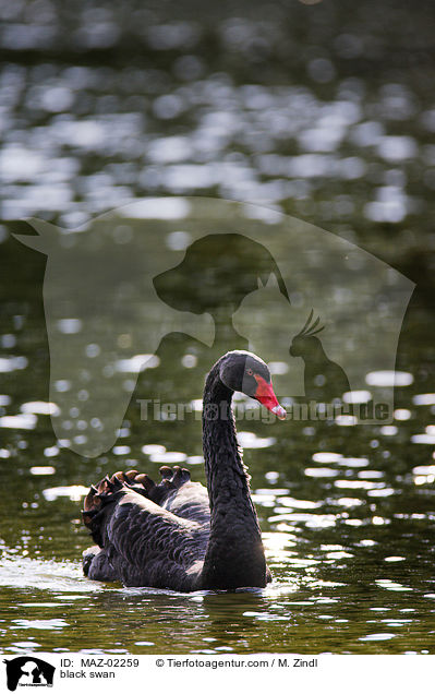 black swan / MAZ-02259